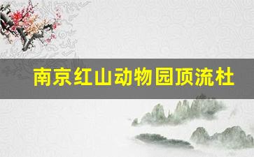 南京红山动物园顶流杜杜为苏超应援 嗨爆全场(救救南京红山